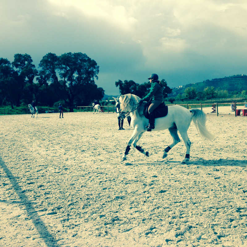 Lusitano koulu 5
