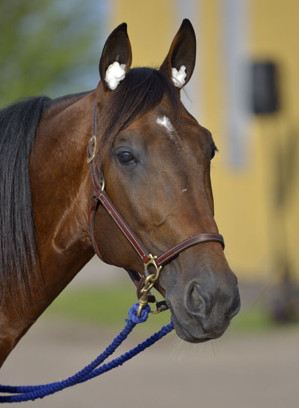 Timoko