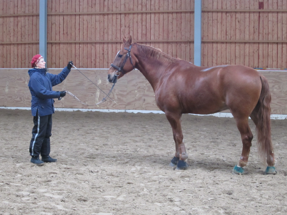 hevonen ja kouluttaja