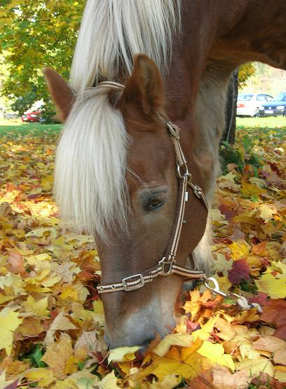 terapiahevonen syksyllä
