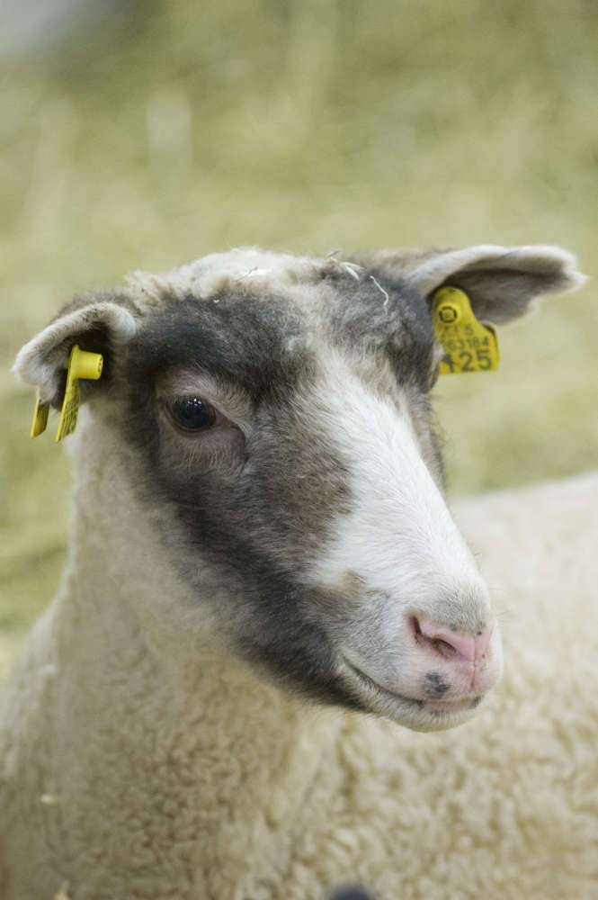 Lammas