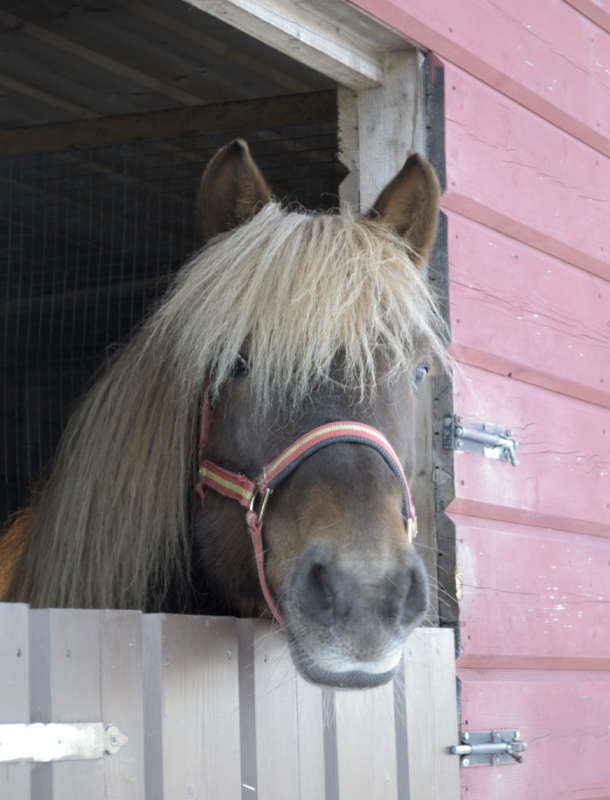 Kilpailuyhteiskunta