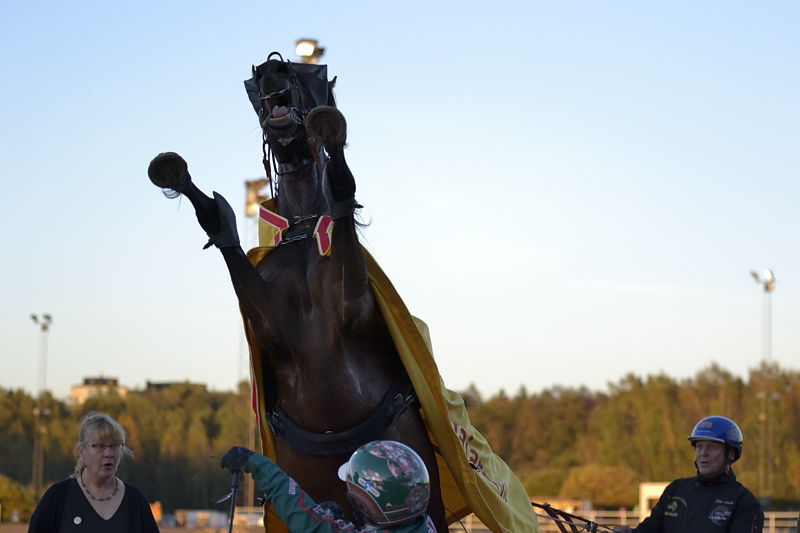 Ratsastajaravit