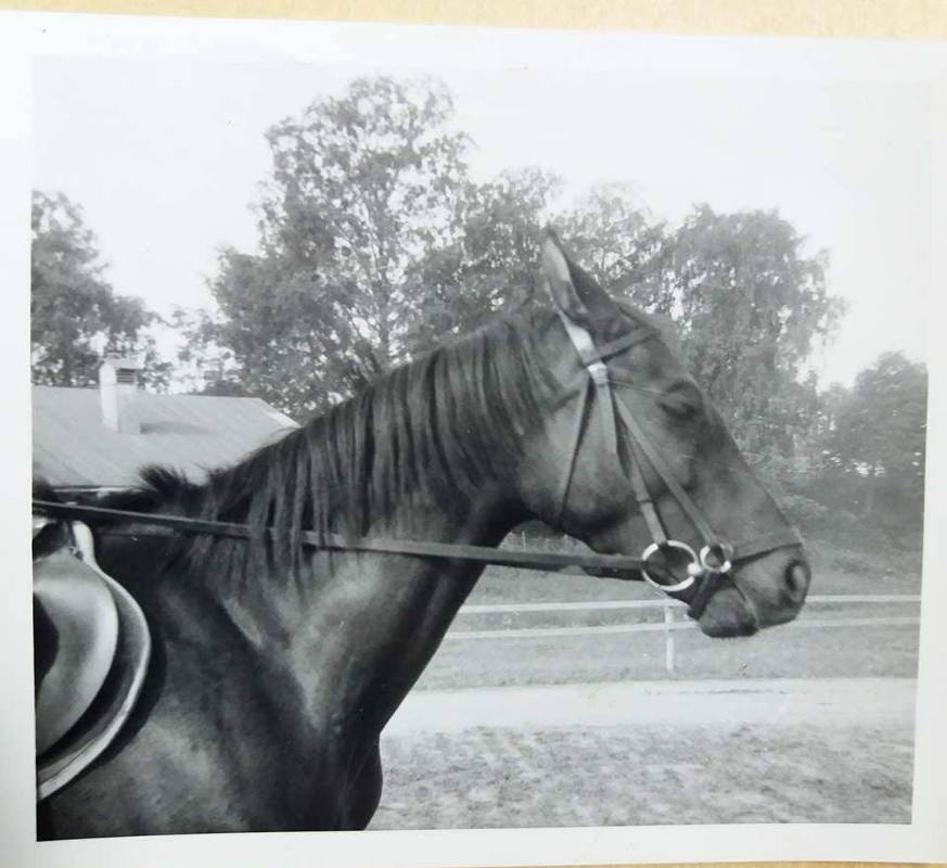 Hannoverilainen, Krista Heikkilä