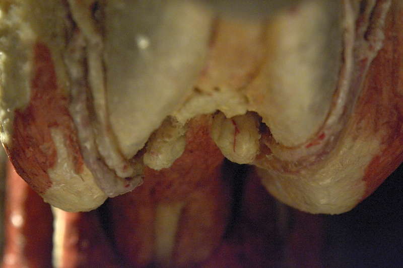 Hevosen-imusolmukkeet-leuan-alla