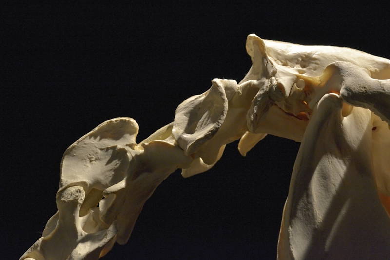 Hevosen-kaularangan-ylimmät-nikamat