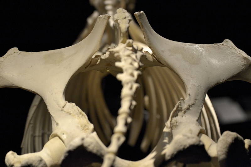 Hevosen-lantion-alue-takaa