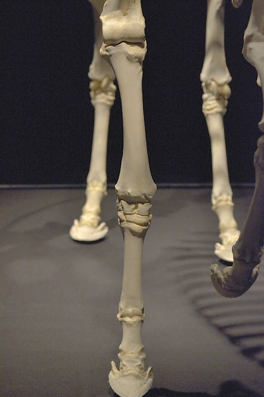 Hevosen-oikeanpuoleinen-etujalka-edestä