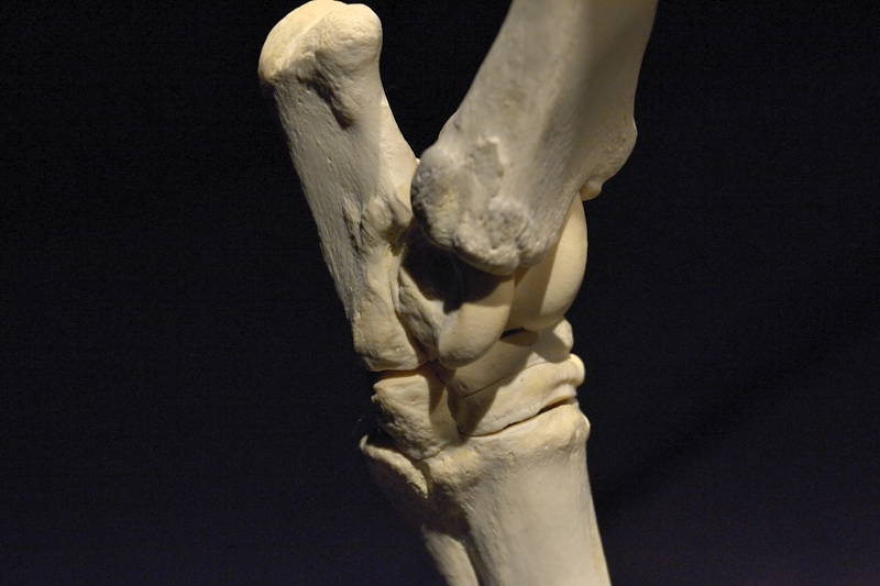 Hevosen-oikeanpuoleinen-kinnernivel-ulkosivulta