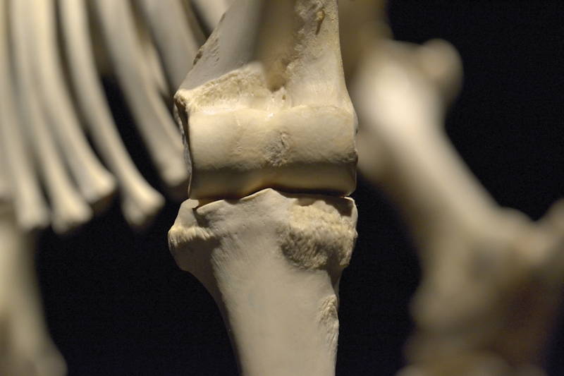 Hevosen-oikeanpuoleinen-kyynärnivel-edestä