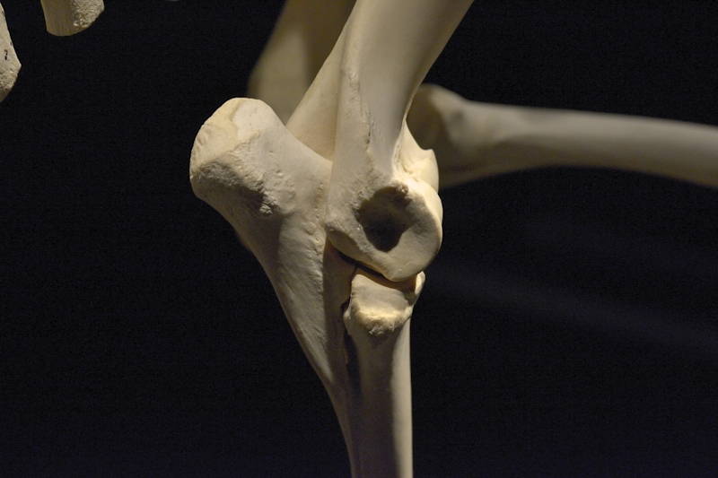 Hevosen-oikeanpuoleinen-kyynärnivel-ulkosivulta