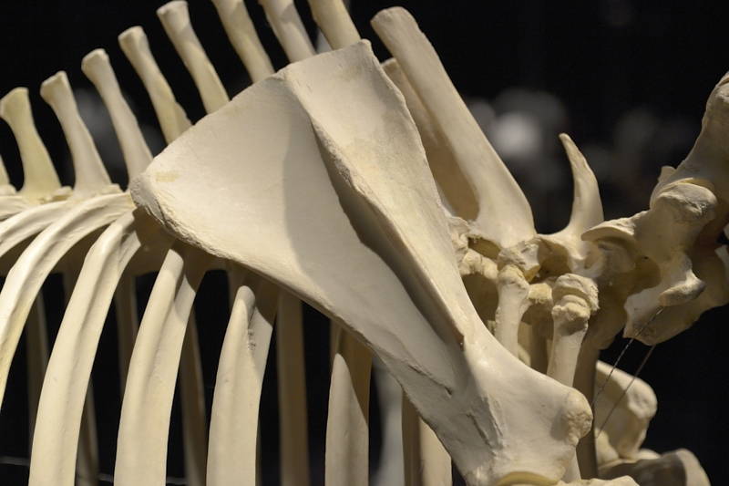 Hevosen-oikeanpuoleinen-lapaluu-sivulta