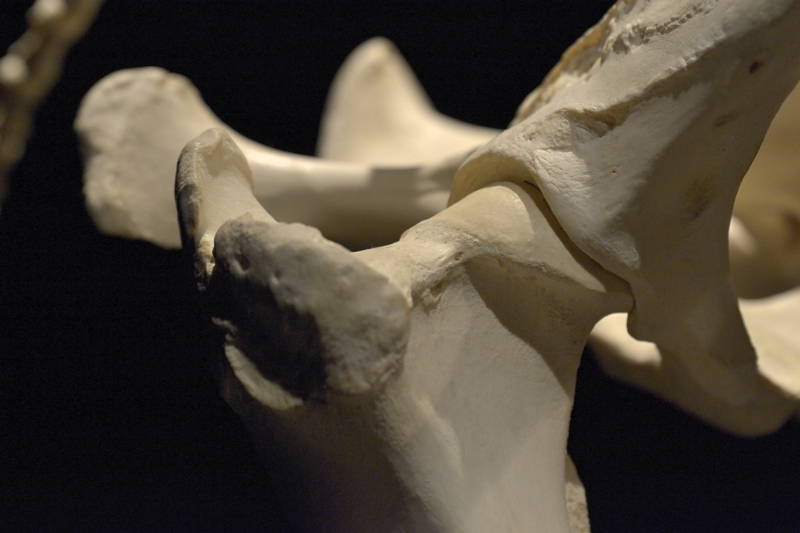 Hevosen-oikeanpuoleinen-lonkkanivel-sivulta