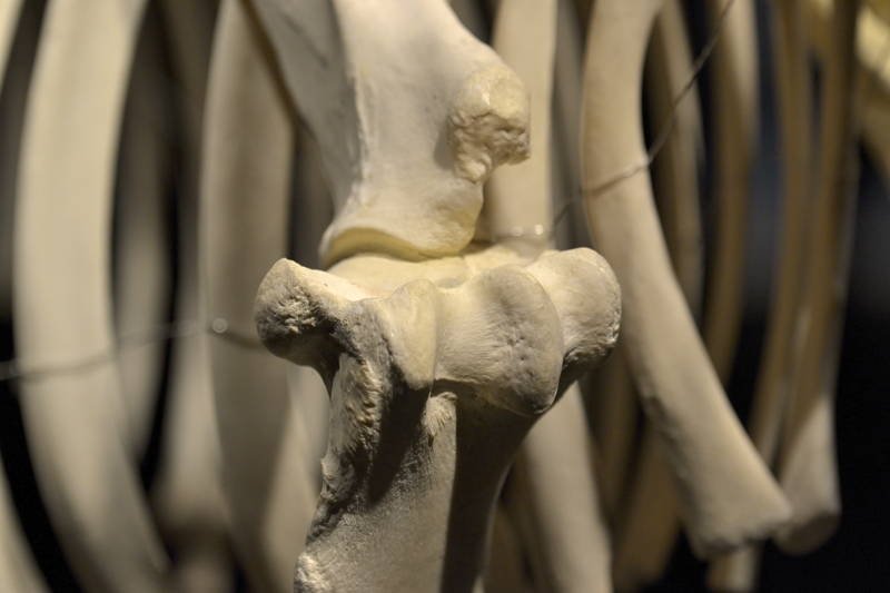 Hevosen-oikeanpuoleinen-olkanivel-edestä