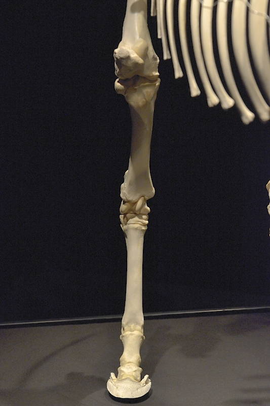 Hevosen-oikeanpuoleinen-takajalka-edestä