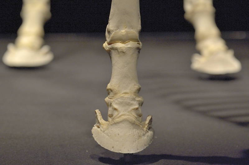 Hevosen-oikeanpuoleisen-etujalan-kavio-sekä-kehä-ja-vuohisnivel-edestä