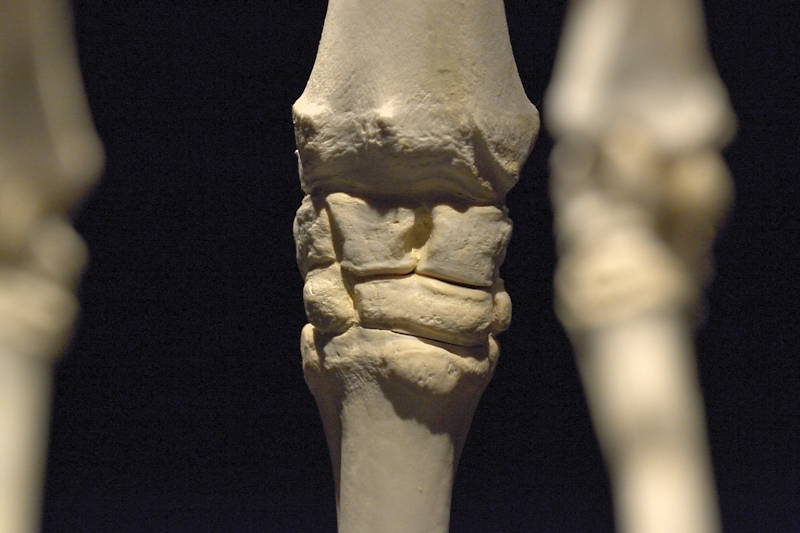 Hevosen-oikeanpuoleisen-etujalan-polvinivel-edestä