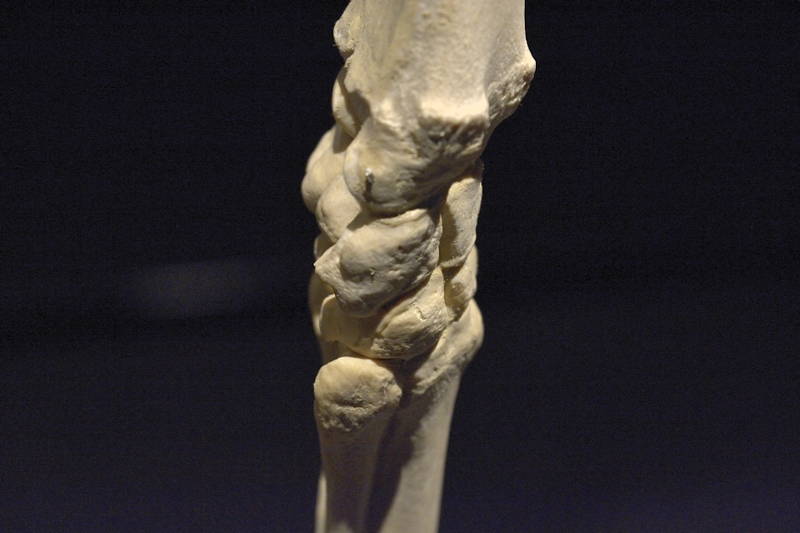 Hevosen-oikeanpuoleisen-etujalan-polvinivel-ulkosivulta