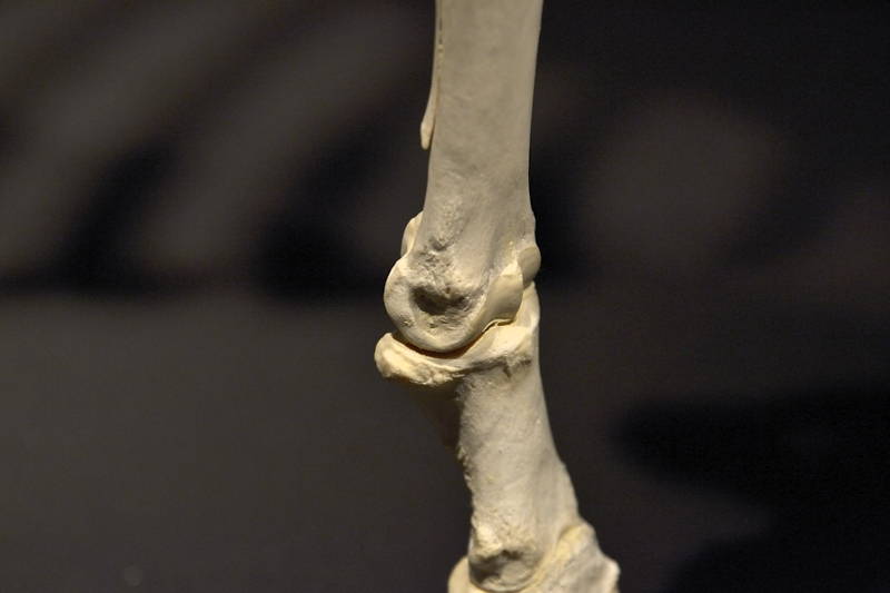 Hevosen-oikeanpuoleisen-etujalan-vuohisnivel-ulkosivulta