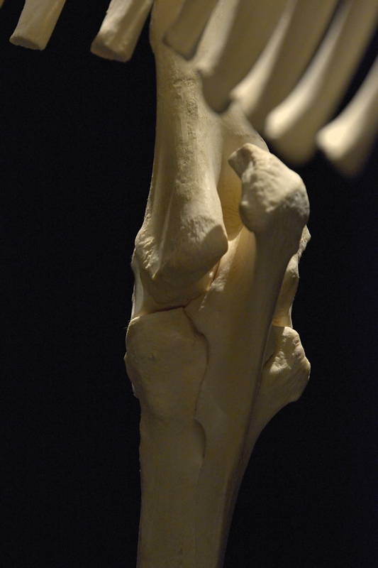 Hevosen-oikeanpuoleinen-kyynärnivel-ja-kyynärluu-takaa