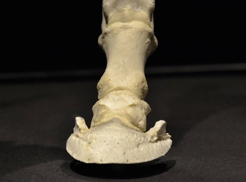 Hevosen-oikeanpuoleisen-takajalan-kavio-sekä-kehä-ja-vuohisnivel-edestä