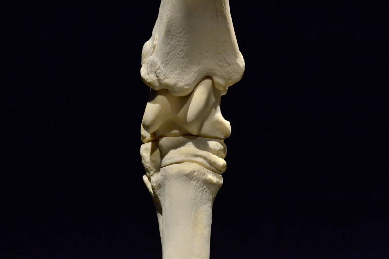 Hevosen-oikeanpuoleinen-kinnernivel-edestä