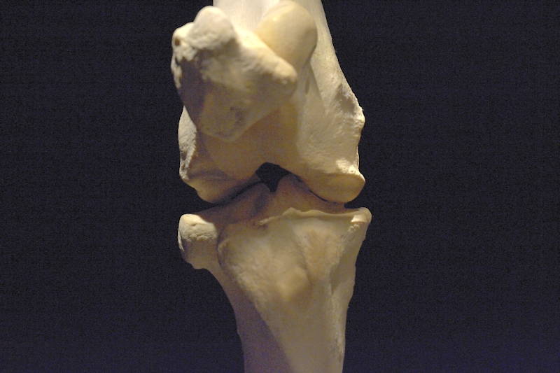 Hevosen-oikeanpuoleisen-takajalan-polvinivel-ja-polvilumpio-edestä