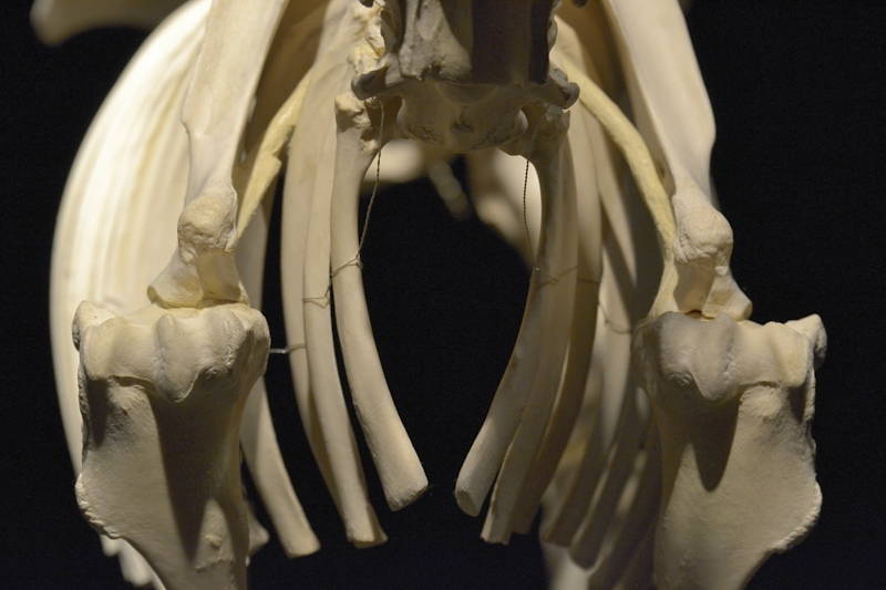 Hevosen-olkanivelet-edestä