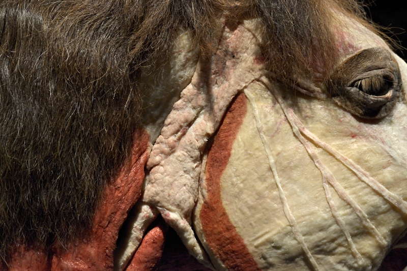 Hevosen-sylkirauhanen