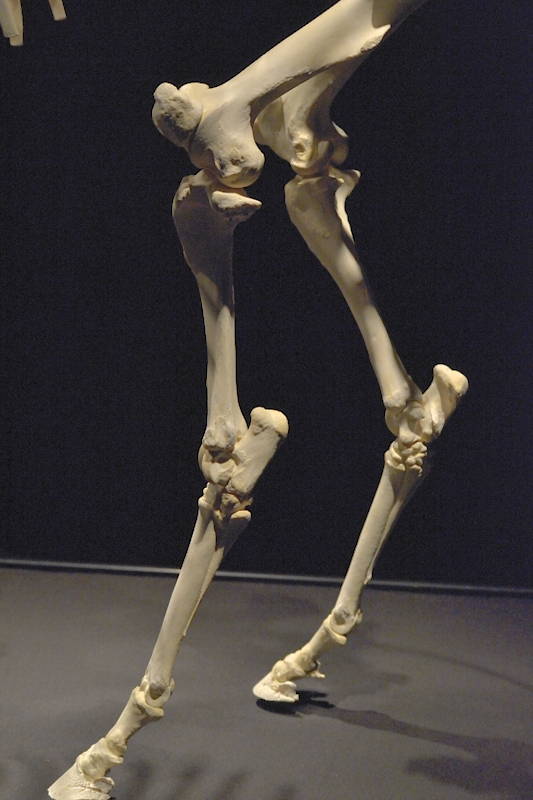 Hevosen-takajalat-sivulta