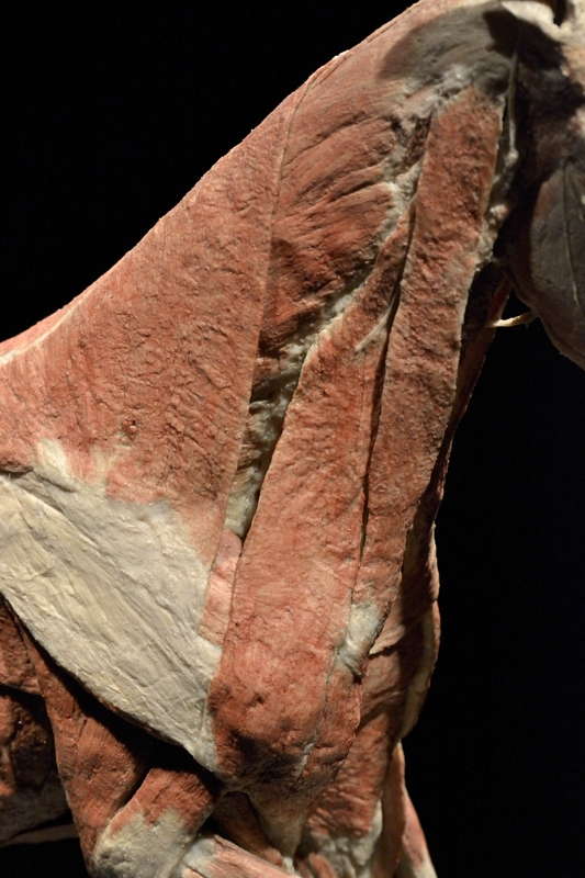 Varsan-kaulan-lihaksia