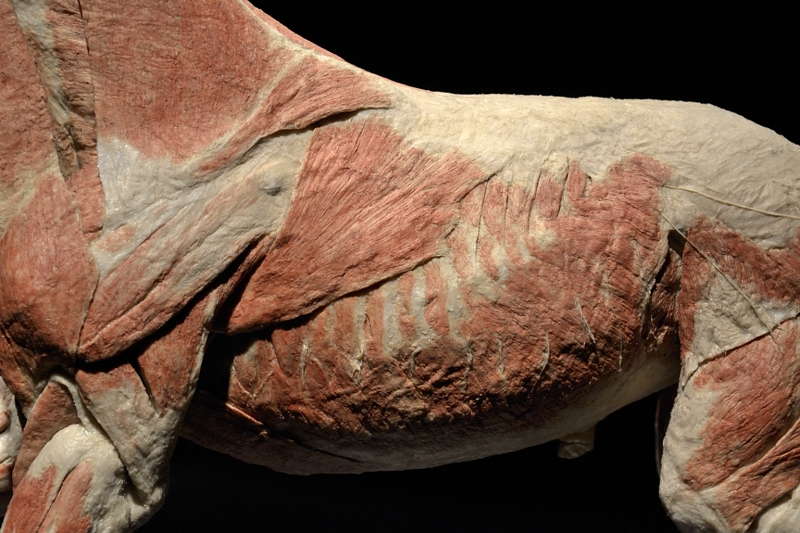 Varsan-kyljen-lihaksia