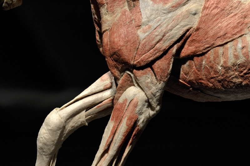 Varsan-kyynär-ja-olka-alueen-lihaksia-sivulta