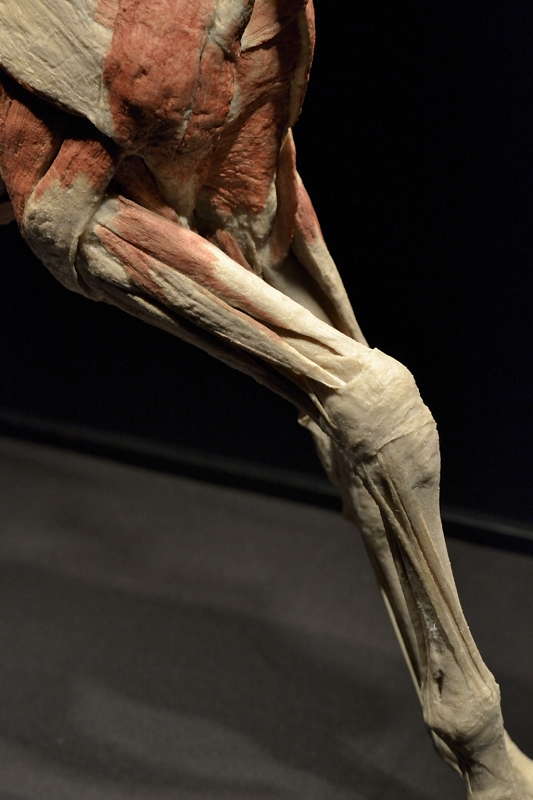 Varsan-oikean-etujalan-lihaksia