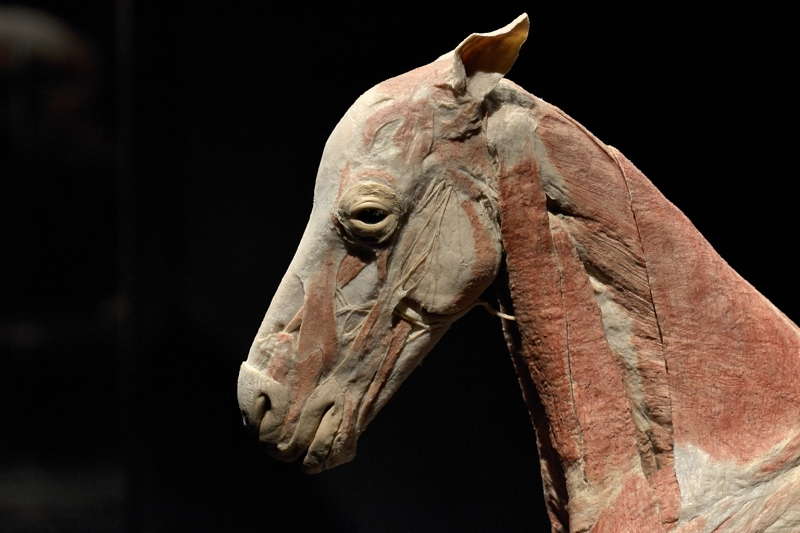 Varsan-pään-ja-kaulan-lihaksia-sivulta