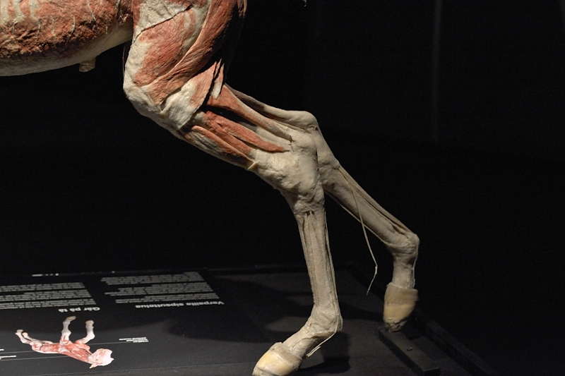 Varsan-takajalkojen-lihaksia-sivulta