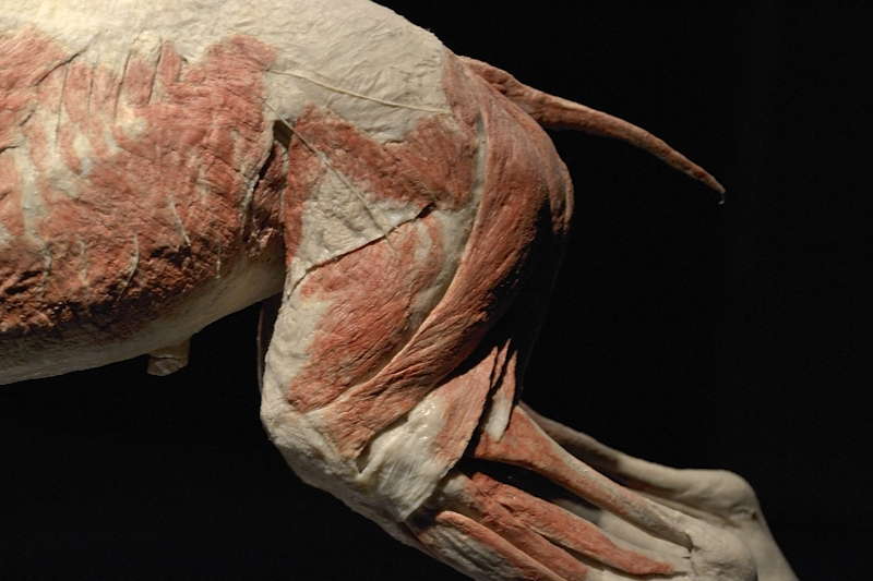 Varsan-takapään-lihaksia-sivulta