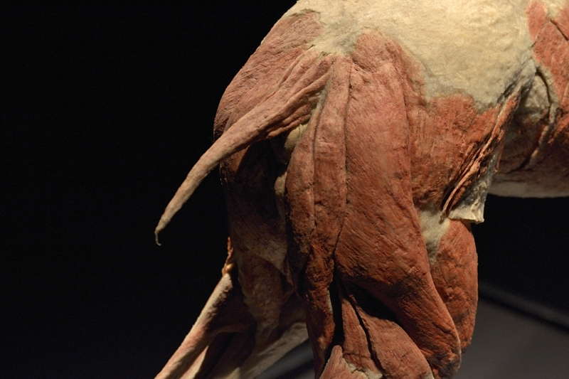 Varsan-takapään-lihaksia