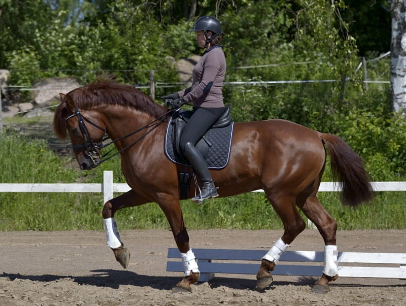 Koulu-Leevi