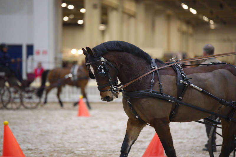 Helsinki-Horse-Fair-2018