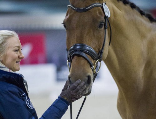 Stella Hagelstam: ”Etsin joka hevosesta, mikä motivoi sitä eniten”
