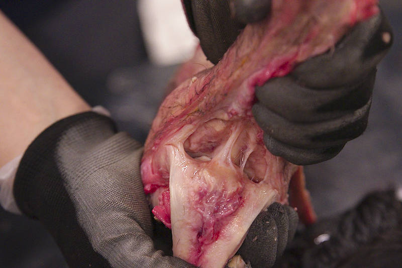 Hankoside-irti-sääriluusta