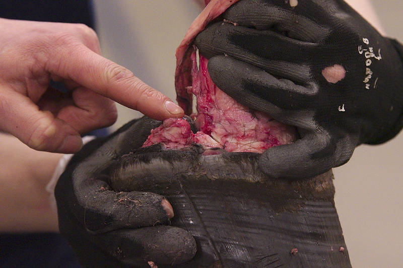 Kaviorusto-ei-luutumaa