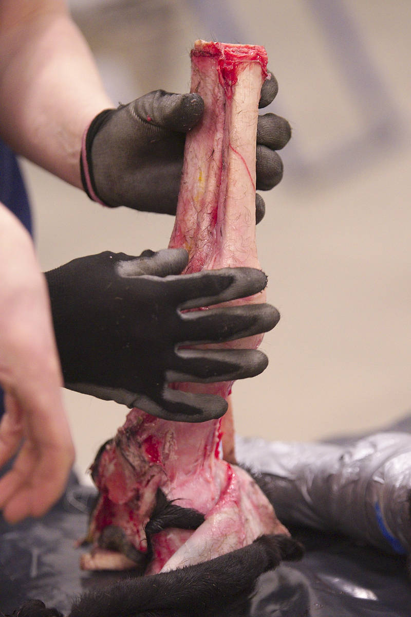 Mehupilli-vuohisessa