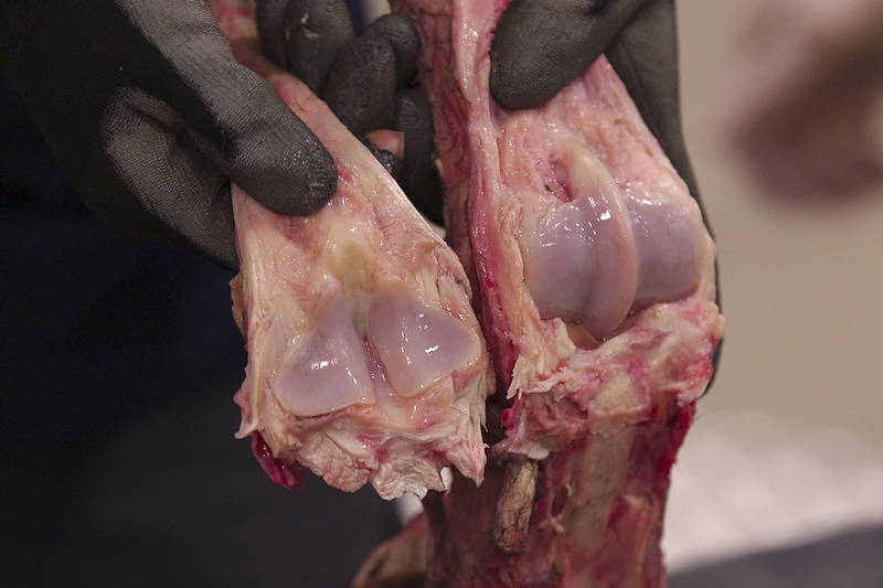 Nuljuluu-sääriluu-vuohisnivel