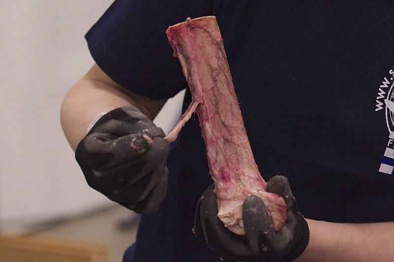 Puikkoluu-sanoo-naps