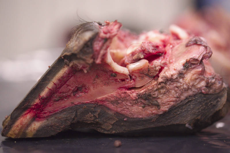 Terve-rasvapatja-sivusta