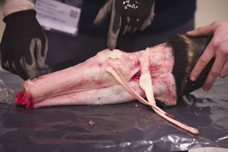 Ulompi-ojentajajänne-varsinainen-ojentajajänne