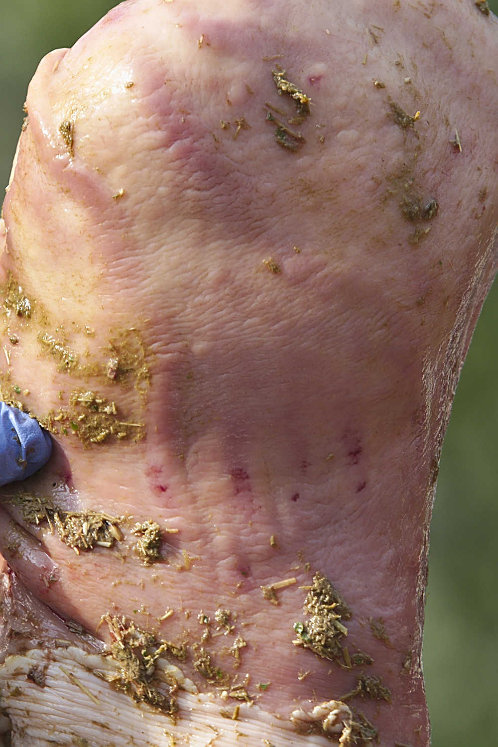 Hevosen-mahan-eriasteisia-haavaumia