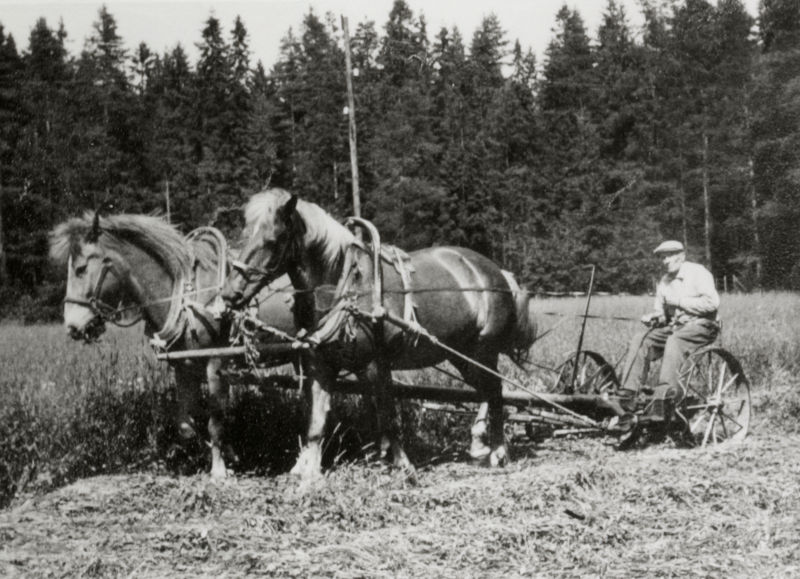 Hevosia niittotöissä